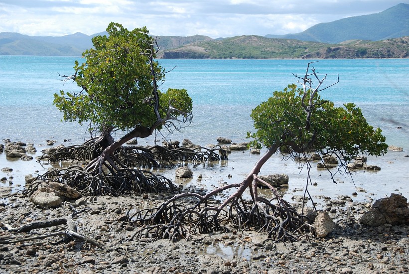 11.19- Mangrove a maree basse.JPG